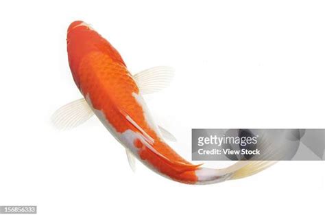 錦鯉魚圖案|6,491 錦鯉魚 Stock Photos, High